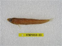藏品(鬚棘吻魚)的圖片